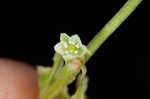 Climbing false buckwheat